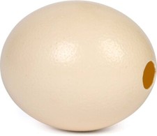 Ostrich eggs, emptied and sterilized from the inside. for handmade craft