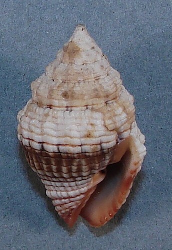 MITRA PATRIARCHALE 23.57mm BEAUTIFUL SPECIMEN Moorea, French Polynesis - Picture 2 of 2