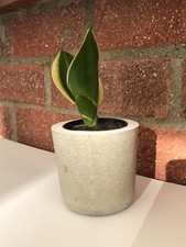 Handcrafted Conrete Plant Pot