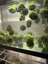 10 Marimo Moss Balls 1.25inch-1.75inch Live Plant Aquarium Tank USA SELLER FAST 