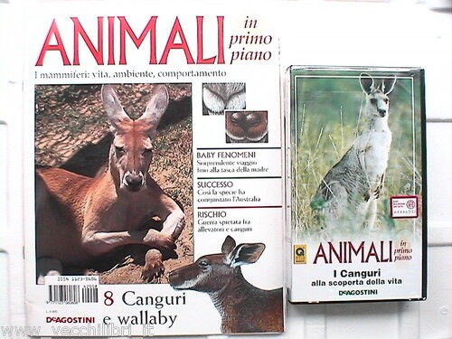 ANIMALI IN PRIMO PIANO IL CANGURO WALLABY N. 8 Canguri - Foto 1 di 1