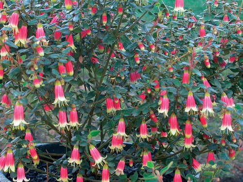 Correa "dusky bells" ( Amazing plant !!!!) - Bild 1 von 2