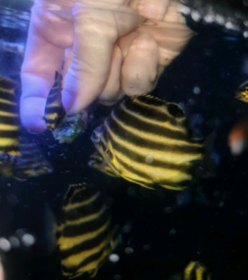 marine 47 saltwater fish