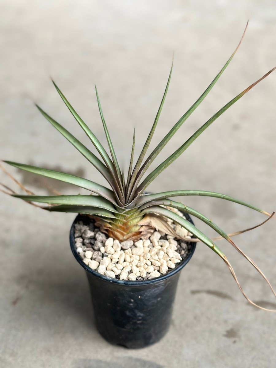 Dyckia estevesii Rare Plant + PHYTO CERTIFICATE . | eBay