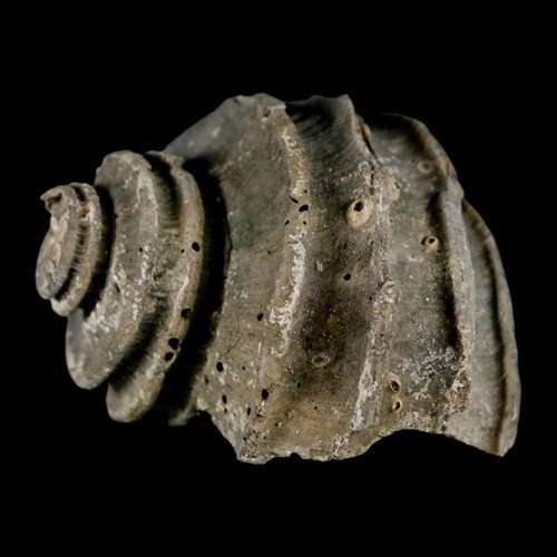 1.9" Ecphora Gardnerae Gastrópodo Fósil Shell Lee Creek Época Mioceno - Imagen 2 de 9