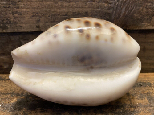 Vintage Corregidor Island, Philippines Souvenir Seashell Crab Starfish Decorate - Bild 5 von 5