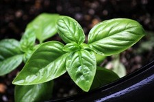 200 ORGANIC GENOVESE BASIL SEEDS  2026 SALE FREE SHIPPING NON GMO