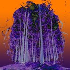 heliotrope12