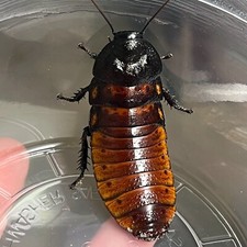 Adult Female Live Madagascar Hissing Cockroach Select Quantity