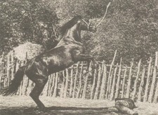 Actor, Rex the Wonder Horse, Morgan Stallion Reg name Casey Jones 4X6 Postcard.