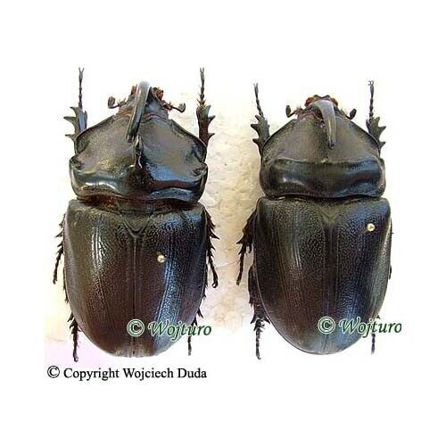 Oryctes gigas insulicola - par, ¡GIGANTE! macho y hembra 76mm - Imagen 1 de 3