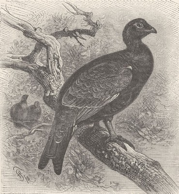 TIERE. Hybride zwischen Schwarzhahn & Auerhuhn 1895 alter antiker Druck