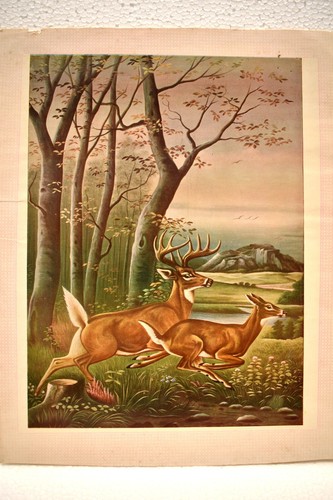 Vintage Lithograph Print Depicting Deer Running In The Jungle Scenery Decorative - Picture 2 of 3