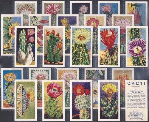 LAMBERTS (TEA)-FULL SET- CACTI 1962 (25 CARDS) EXCELLENT+++ - Picture 2 of 4