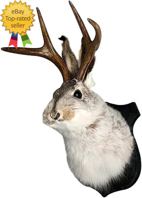 Jackalope Mount, Jackalope Taxidermy, Deer Head Wall Mount, Resin Deer Head Anim