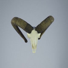 779MU Trofeo di caccia di muflone, corna 75-73cm C.24cm IT