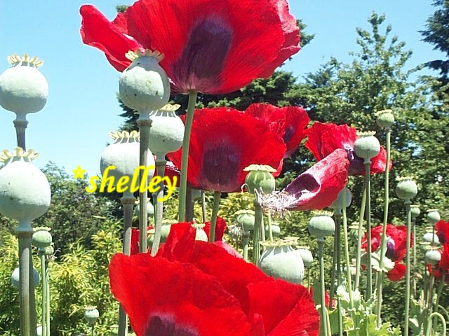 PURE POPPIES ™ TURKISH WHITES PAPAVER S0MNIFERUM POPPY SEED - 300+ VIABLE SEED