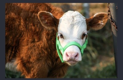 新POST PRODUCTION Saddle Strap Baby Calf Used 14.5in. Stran Smith Calf Roper