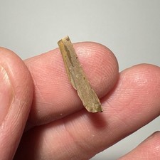 "Fragmento de diente de tiranosaurio de 0,68"" Hell Creek Fm, Dakota del Norte, fósil del Cretácico"