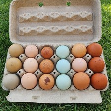 Rainbow Hatching Eggs Pure Breeds NPIP Certified 12 Eggs