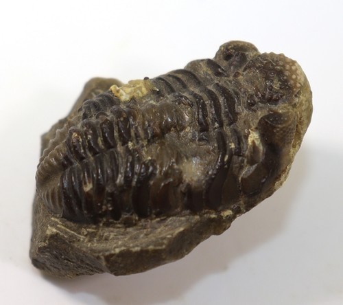 Trilobite, Geesops schlotheimi, Devon, Eifel, Gees, Gerolstein, Eifel, RFA-f347 - Photo 6/7