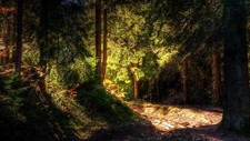 Landscape forest nature trees plants outdoors Custom Gaming Mat Desk