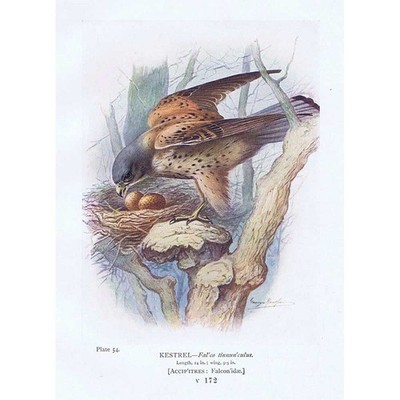 VÖGEL Turmfalke - antiker Druck 1910 von George Rankin