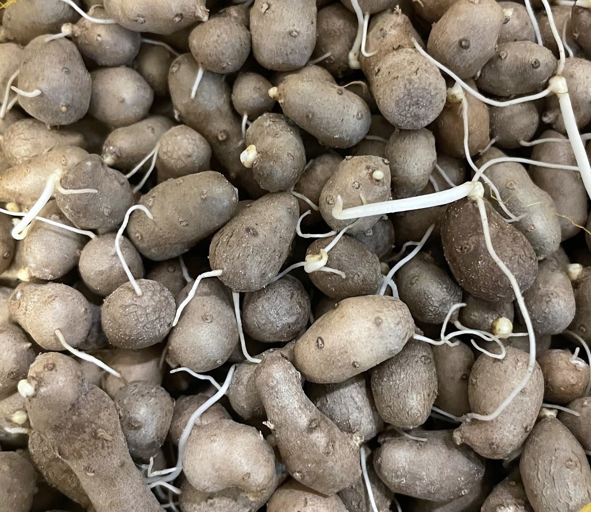 羅本製所 Robin x chun Dioscorea  ball 50 Dioscorea Japonica Japanese Chinese Sprouting Yam 50个新鲜发芽