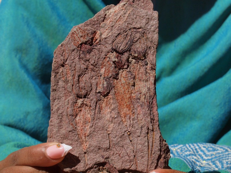 Detailed Scyphocrinites CRINOID Fossil Group from Morocco 480 Million Years Old