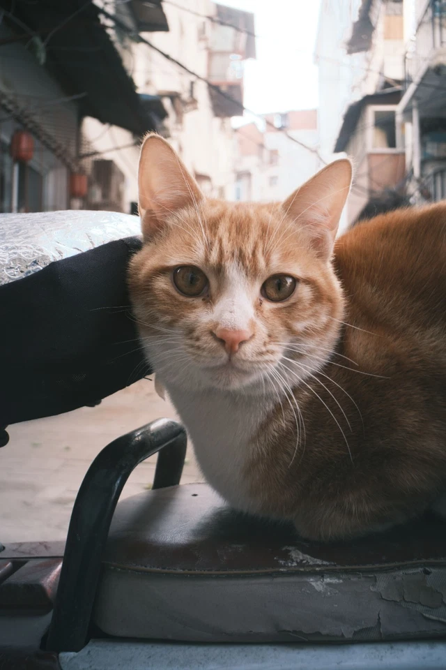 Объектив 7artisans 18 мм f/6.3 II (APS-C) Pancake для фотоаппаратов Fujifilm с креплением X - Изображение 4 из 4