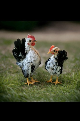 #ad 5 Micro To Size A amp; B 100% Pure Serama Hatching Eggs Malaysian And Traditional $40.00