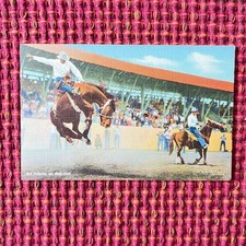 Cowboy and Horse Rodeo Postcard D Scholiz On Bob Cat Linen Vintage Curt Teich