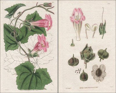 Lophospermum Scandens Mexico 2 pictures botanical flower print Curtis 3037 3038