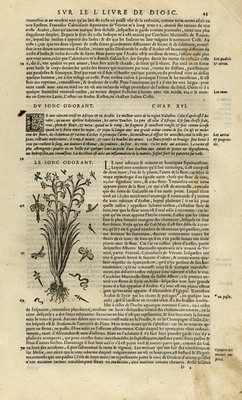 Antiker Druck - Botanik - Akorus - Calamus - Mattioli - S. 43 - Anonym - 1572
