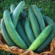 Metki Armenian Dark Green Cucumber Seeds | Heirloom / Non-GMO | Free Ship | 1057