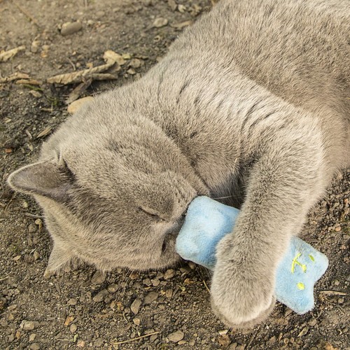 Cuscini per Gatti Con Erba Gatta - Giocattoli Con Erba Gatta - Gioco per Gatti E - Foto 4 di 8