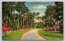 Vintage Linen Postcard Scenic Drive Winter Park Florida Azalea Gardens
