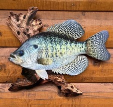 18" White Crappie Replica Scene 2D Flat Metal White Crappie Fish Art Decor