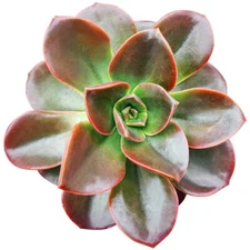 Echeveria Melaco Succulent  (4 inch)