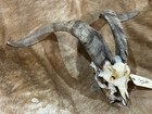 Unique Goat Taxidermy  Goat Ram Skull Horns Mount  Unique Oddity Decor Goth 3264 — photo 2