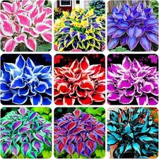 100 Hosta Seeds for Planting Outdoors, Mixed Color Rare Perennial Flower Seeds,