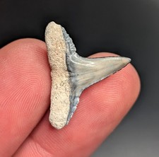 Gorgeous Large Lemon Shark Tooth BV Florida Gem