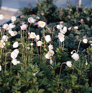 250　アネモネ s-l400.jpg