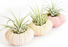 3 Pack Beautiful Air Plant w. Pink Sea Urchin Nautical Gift Beach Wedding Decor