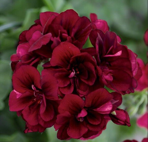 10 Dark Burgundy Geranium Seeds for Hanging Baskets and Perennial Flowers