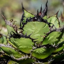 Agave oteroi “Black Flame”Beautiful succulent plant agave 10cm