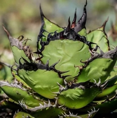 Agave oteroi  Black Flame Beautiful succulent plant agave 10cm