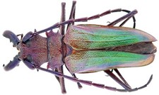 Psalidognathus for collectors | rare Psalidognathus beetles