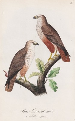 Aigle Delalande eagles Adler Vogel Vögel Ornithologie Lithographie Dubois 1868