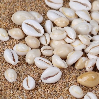 Small Sea Shells Assorted Natural Seashells Conch Crafts   Decoration 100g YL #j